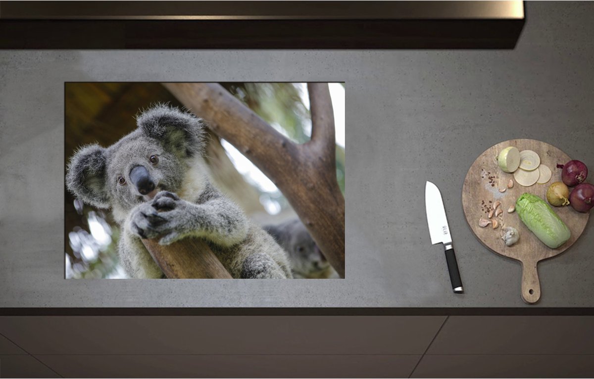 Inductieplaat Beschermer - Australische Koala in een Boom - 71x50 cm - 2 mm Dik - Inductie Beschermer - Bescherming Inductiekookplaat - Kookplaat Beschermer van Wit Vinyl