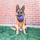 KONG FlexBall - Sterke Speelbal voor Honden - Paars - 15.5 cm