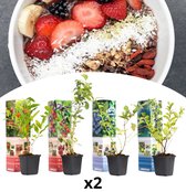 NatureNest - Vitamine planten mix - 2x Gojibes, 2x Honingbes, 2x Blauwe bes, 2x Granaatappel - 8 stuks - 30-38 cm