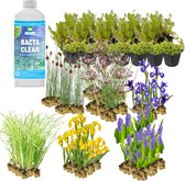 vdvelde.com - Helofytenfilter Mix - Voor ca. 10 m² - 168 losse filterplanten - 6 soorten - Voor vijver Moerasfilters - Winterharde plantenfilter planten - Van der Velde Waterplanten
