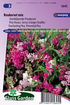 Sluis Garden - Reukerwt overblijvende mix (Lathyrus)