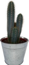 zuilvormige Blauwe Cactus (Pilosocereus Azerues) in zinken pot (30-40cm - Ø18 cm)