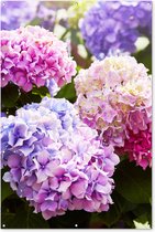 Muurdecoratie Bloemen - Hortensia - Roze - Bladeren - Zon - 120x180 cm - Tuinposter - Tuindoek - Buitenposter