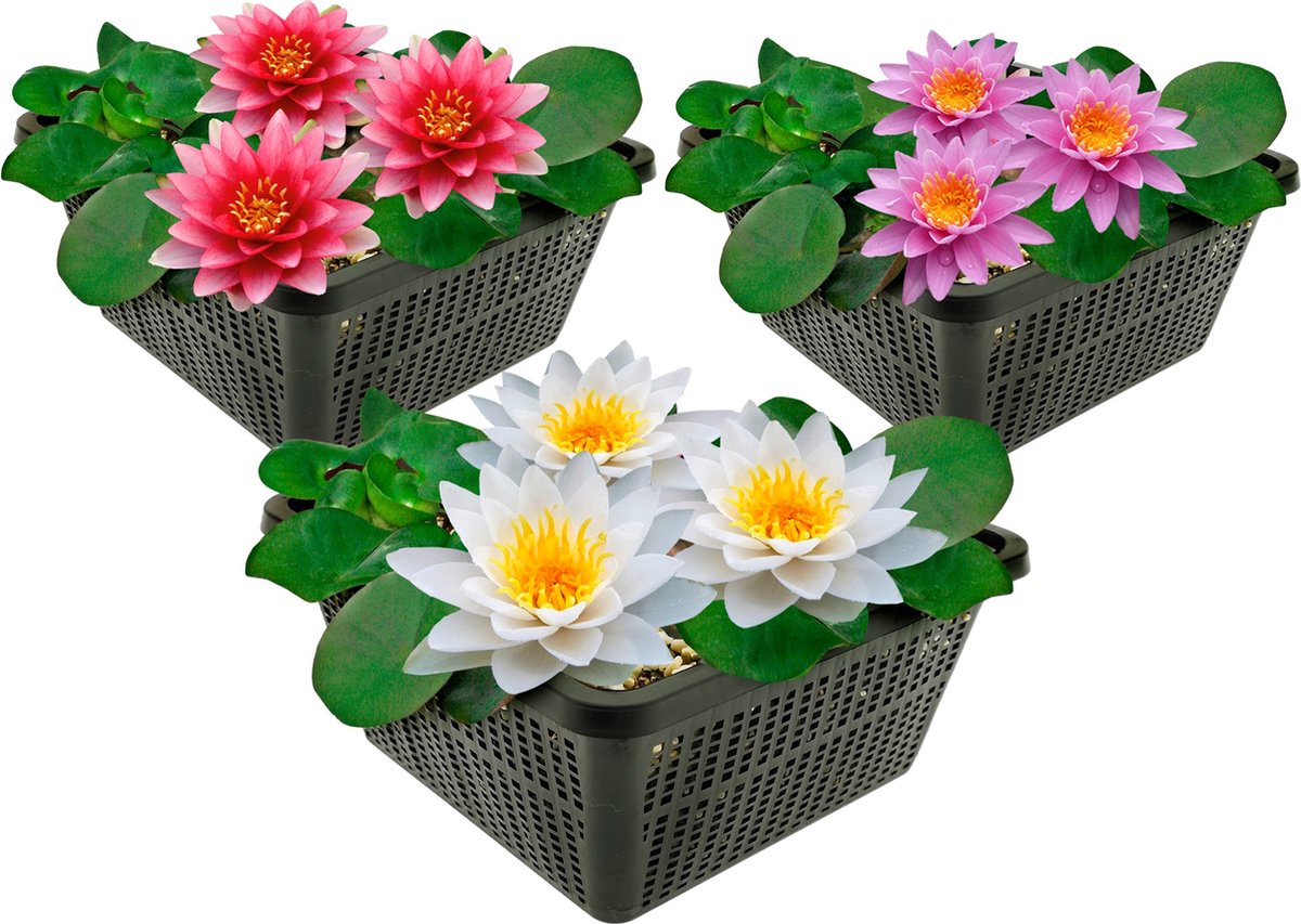 vdvelde.com - Waterlelies voor vijver - Compleetset met 3 soorten, plantmand, substraat en meststof - Winterharde meerjarige waterplanten - Rijke bloei - Plantklaar
