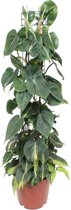 Philodendron scandens brasil - ø24cm - 120cm