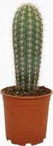 Cactus – Zuilcactus (Pachycereus Pringlei) met bloempot – Hoogte: 50 cm – van Botanicly