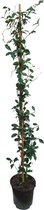 Plant in a Box - Trachelospermum jasminoides 'Pink Showers' - Jasmijn XL - Winterharde klimplant - Pot 17cm - Hoogte 110-120cm