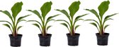 Plante en Boite - Musella lasiocarpa - Arbre Fruitier - Set de 4 - Pot 9cm - Hauteur 25-40cm