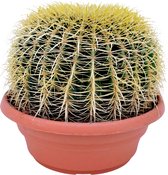 Plant in a Box - Echinocactus grusonii - Schoonmoedersstoel - Cactus - Bolcactus - Pot 25cm - Hoogte 40–45cm
