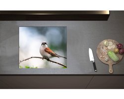 Inductieplaat Beschermer - Aankijkende Grauwe Klauwier Vogel op Tak - 58x51 cm - 2 mm Dik - Inductie Beschermer - Bescherming Inductiekookplaat - Kookplaat Beschermer van Wit Vinyl