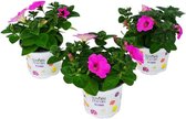 Petunia Surfinia - Surfina Hang Petunia - paars/roze tinten - perkplant - 9 kwekerspotjes (Ø10,5cm)