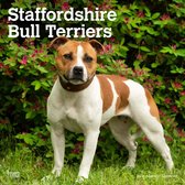 Staffordshire Bull Terrier Kalender 2024