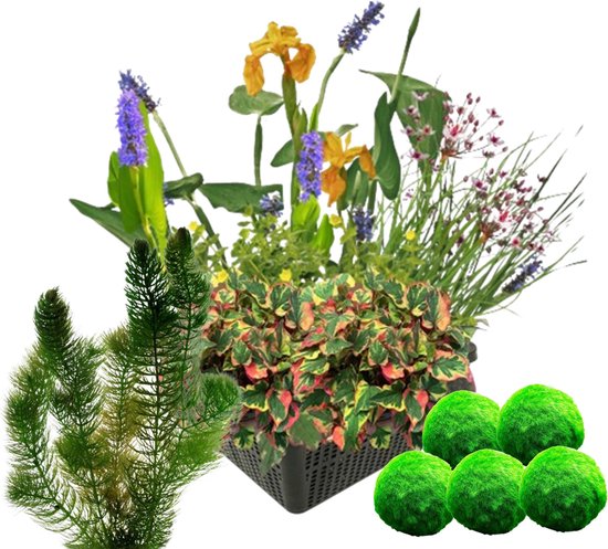 vdvelde.com - Waterplanten Set + Zuurstofplanten tegen Algen - Combi set - 11 planten - Plaatsing: -10 tot -20 cm