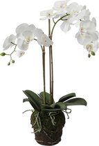 Kunstorchidee in witte aarde H70