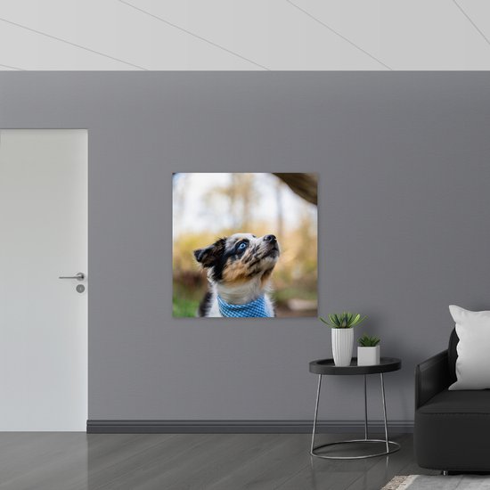 WallClassics - Panneau en mousse PVC – Puppy regardant vers le haut avec des yeux bleu vif dans la forêt – Photo 100 x 100 cm sur panneau en mousse PVC