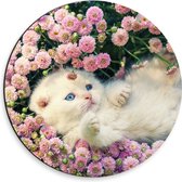 Dibond Muurcirkel - Witte Kitten Spelend tussen Roze Bloemen - 30x30 cm Foto op Aluminium Muurcirkel (met ophangsysteem)