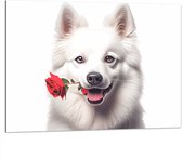 Dibond - Tekening van Romantische Eskimo Hond met Roos tegen Witte Achtegrond - 100x75 cm Foto op Aluminium (Met Ophangsysteem)