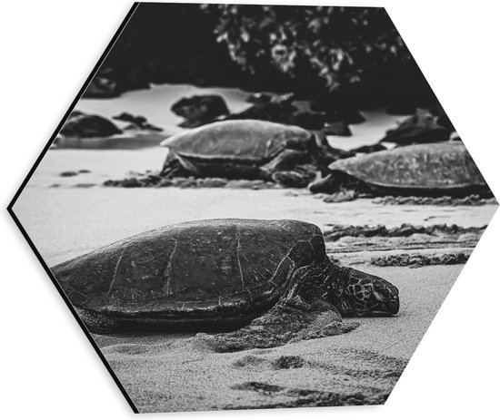 WallClassics - Dibond Hexagon - Reuzeschildpadden op het Strand - Zwart Wit - 30x26.1 cm Foto op Hexagon (Met Ophangsysteem)