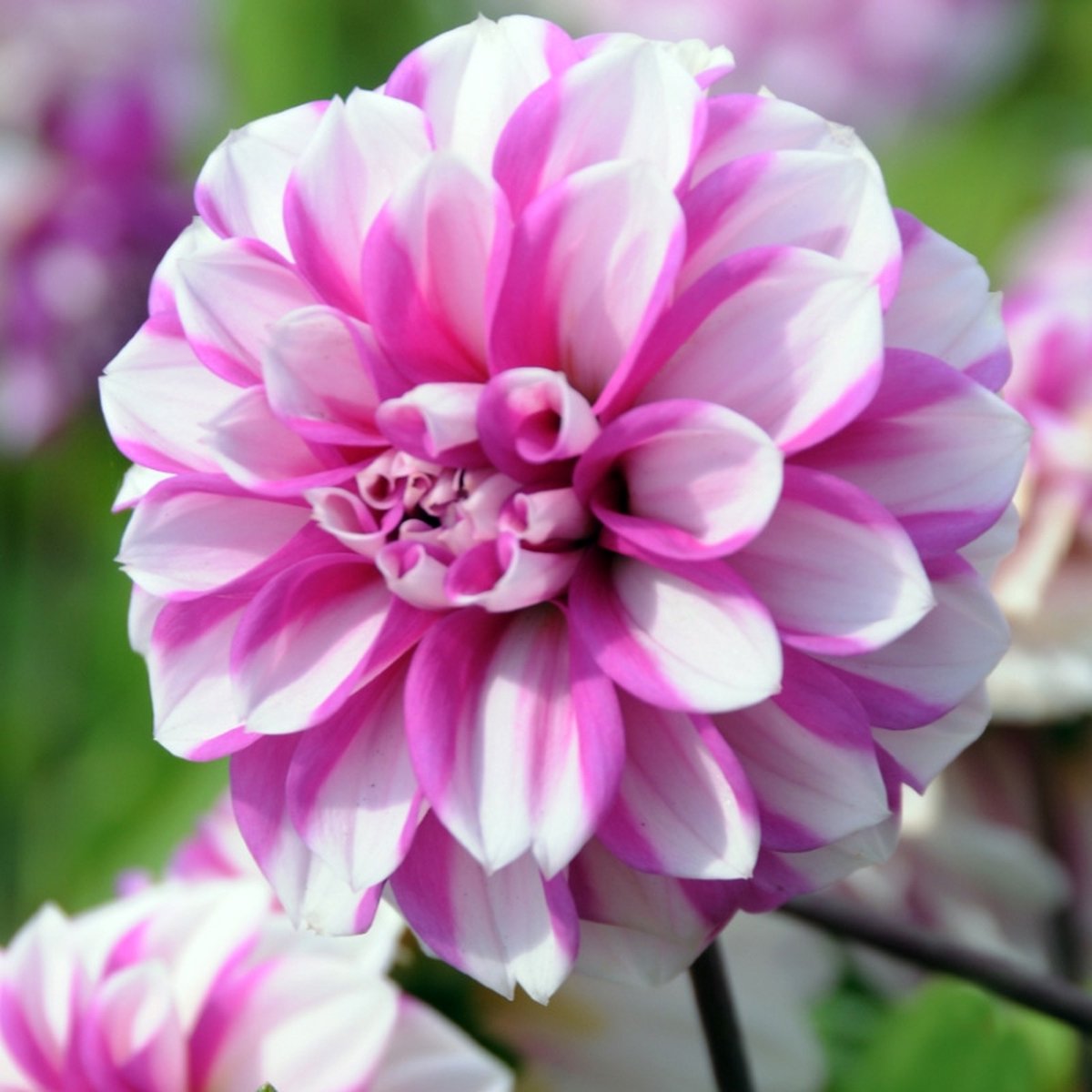 Dahlia Priceless Pink | 3 stuks | Enkelbloemige Dahlia | Bij en vlinderlokkend | Knol | Geschikt voor in Pot | Roze | Wit | Dahlia Knollen van Top Kwaliteit | 100% Bloeigarantie | QFB Gardening