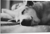 WallClassics - Dibond - Slapende Hond - Zwart Wit - 105x70 cm Foto op Aluminium (Met Ophangsysteem)
