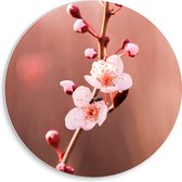 PVC Schuimplaat Muurcirkel - Tak met Roze Sakura Bloemen - 30x30 cm Foto op Muurcirkel (met ophangsysteem)