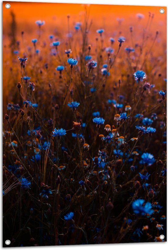 Tuinposter – Blauw Bloemenveld onder Oranje Kleurige Lucht - 70x105 cm Foto op Tuinposter (wanddecoratie voor buiten en binnen)