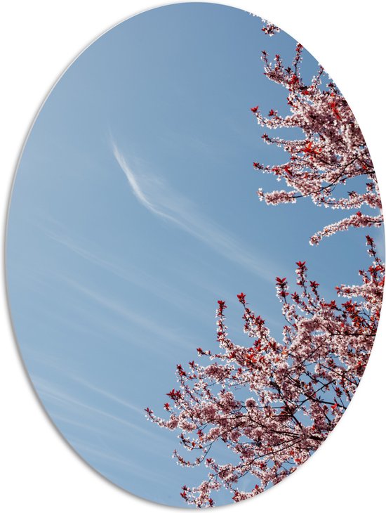 PVC Schuimplaat Ovaal - Bloesemboom onder Blauwe Lucht met Lichte Sluierbewolking - 81x108 cm Foto op Ovaal (Met Ophangsysteem)