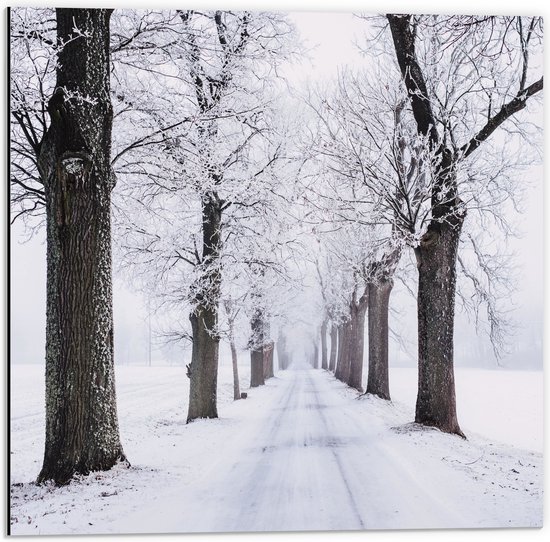 Dibond - Bomen langs Besneeuwd Bospad in Sneeuw Landschap - 50x50 cm Foto op Aluminium (Met Ophangsysteem)