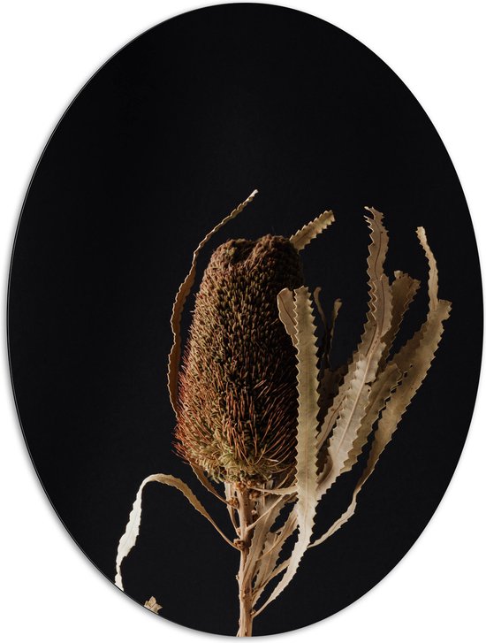 Dibond Ovaal - Banksia Menziesii Plant tegen Zwarte Achtergrond - 81x108 cm Foto op Ovaal (Met Ophangsysteem)