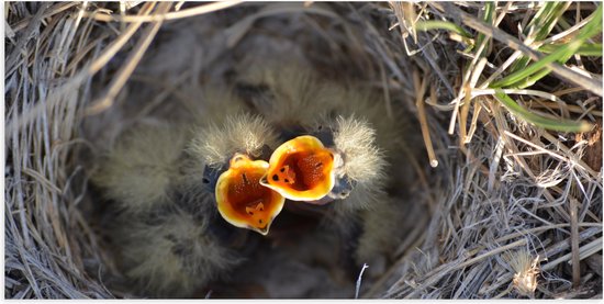 Poster Glanzend – Baby Vogels in Nest met Open Bek voor Eten - 100x50 cm Foto op Posterpapier met Glanzende Afwerking