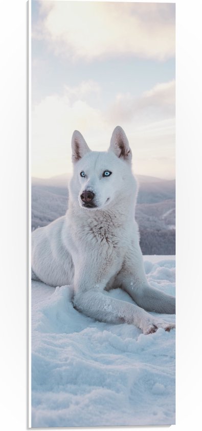 WallClassics - PVC Schuimplaat - Witte Husky Liggend in de Sneeuw op een Berg - 20x60 cm Foto op PVC Schuimplaat (Met Ophangsysteem)