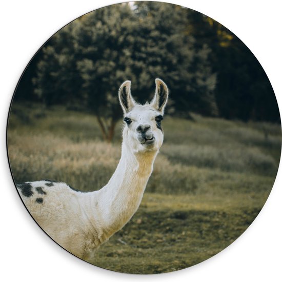 WallClassics - Dibond Muurcirkel - Witte Lama met Zwarte Vlekken in de Natuur - 50x50 cm Foto op Aluminium Muurcirkel (met ophangsysteem)