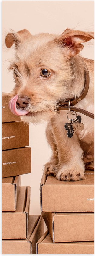 WallClassics - Poster Glanzend – Hondje op Stapel Dozen - 20x60 cm Foto op Posterpapier met Glanzende Afwerking