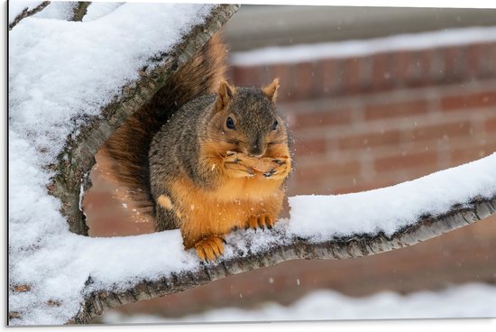 WallClassics - Dibond - Eekhoorntje in de Sneeuw - 75x50 cm Foto op Aluminium (Met Ophangsysteem)