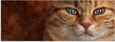 WallClassics - Poster (Matte) - Chat Oranje aux Yeux Bleus - 60x20 cm Photo sur Papier Poster avec un aspect Mat