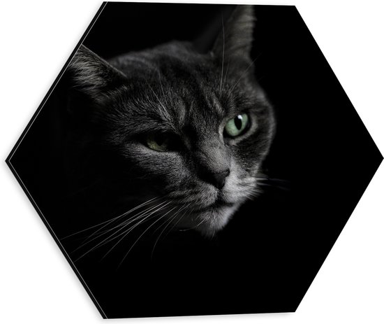 WallClassics - Dibond Hexagon - Zwart Wit Foto van Kat - 30x26.1 cm Foto op Hexagon (Met Ophangsysteem)