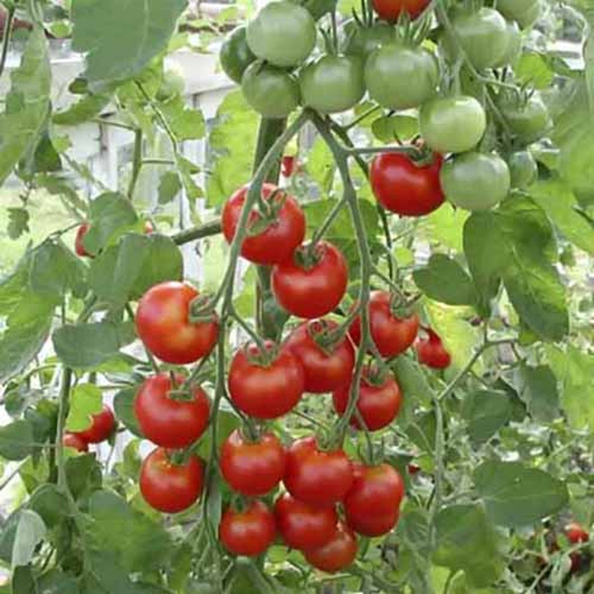 BIO-tomaten zaden - Zuckertraube-type