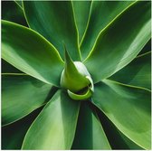 Poster Glanzend – Groene Bladeren van een Plant - 50x50 cm Foto op Posterpapier met Glanzende Afwerking