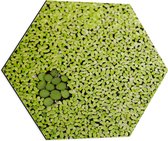 WallClassics - Dibond Hexagon - Hoopje Groene Waterplanten - 60x52.2 cm Foto op Hexagon (Met Ophangsysteem)