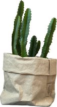 de Zaktus - cactus - Euphorbia Ingens Variegata - UASHMAMA® paperbag licht grijs - Maat L