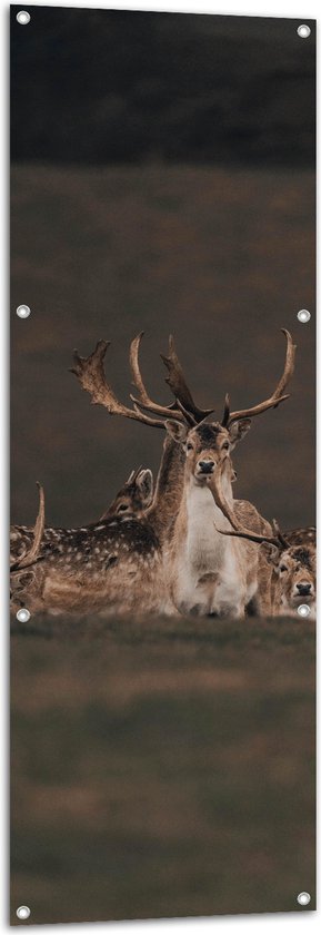 WallClassics - Tuinposter – Herten met grote Geweien - 50x150 cm Foto op Tuinposter (wanddecoratie voor buiten en binnen)