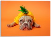 WallClassics - PVC Schuimplaat - Hond met Ananas Pak bij een Oranje Achtergrond - 40x30 cm Foto op PVC Schuimplaat (Met Ophangsysteem)