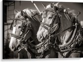WallClassics - Toile - Beaux Paarden de Luxe en Zwart Wit - 100x75 cm Photo sur Toile Peinture (Décoration murale sur Toile)