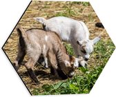 WallClassics - Dibond Hexagone - Chèvres mignonnes à la recherche de nourriture - 30x26,1 cm Photo sur Hexagone (avec système de suspension)