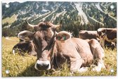 Tuinposter – Liggende Koe bij Berggebied - 60x40 cm Foto op Tuinposter (wanddecoratie voor buiten en binnen)