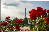 Dibond - Rode Rozenstruik voor Eiffeltoren in Parijs, Frankrijk - 90x60 cm Foto op Aluminium (Wanddecoratie van metaal)