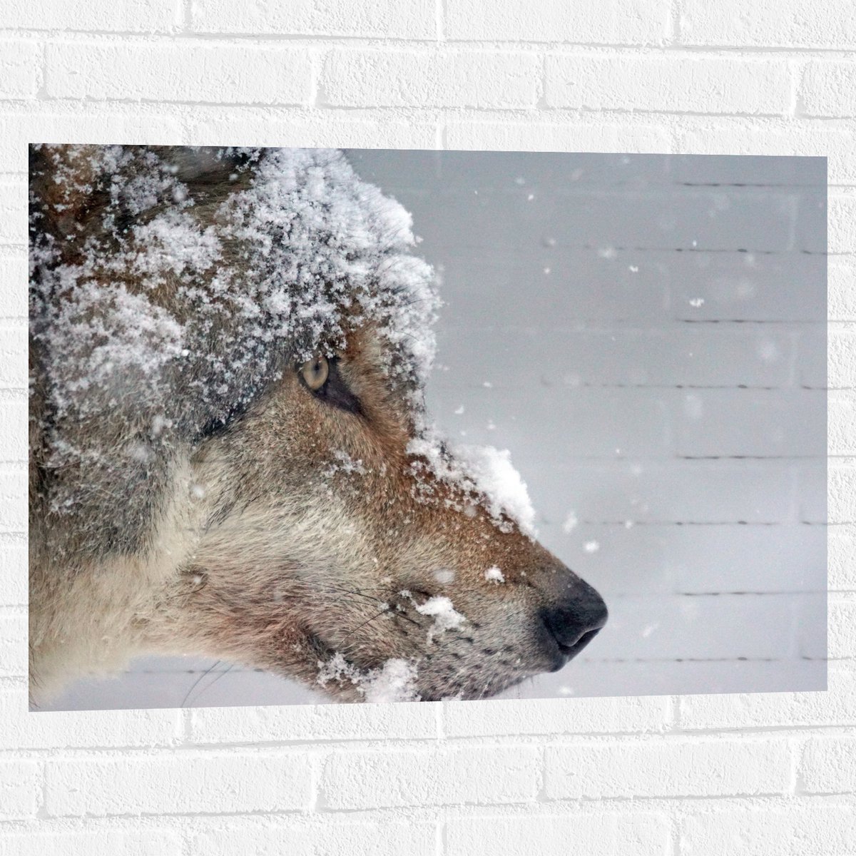 Muursticker - Vlokken Sneeuw op Kop van Geconcentreerde Wolf - 80x60 cm Foto op Muursticke