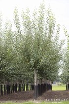Grote Pruimenboom | Prunus domestica 'Mirabelle de Nancy' | Halfstam | 230 - 280 cm | Stamomtrek 15-19 cm | 6 jaar