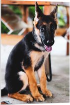 WallClassics - Verre acrylique - Puppy Herder innocent - Photo 60 x 90 cm sur verre acrylique (avec système de suspension)