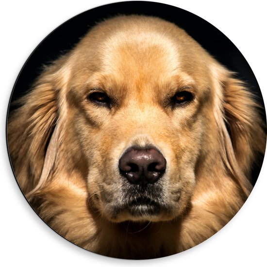 WallClassics - Dibond Muurcirkel - Portret van Booskijkende Golden Retriever Hond - 50x50 cm Foto op Aluminium Muurcirkel (met ophangsysteem)